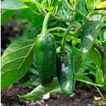  Pepper 'San Joaquin'