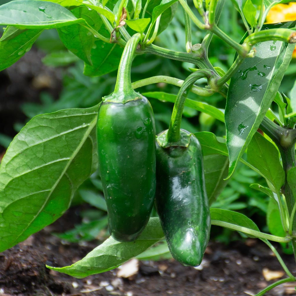 Pepper 'San Joaquin'