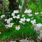  Dianthus petraeus subsp. noeanus