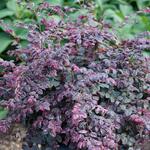  Loropetalum chinense Jazz Hands Variegated®