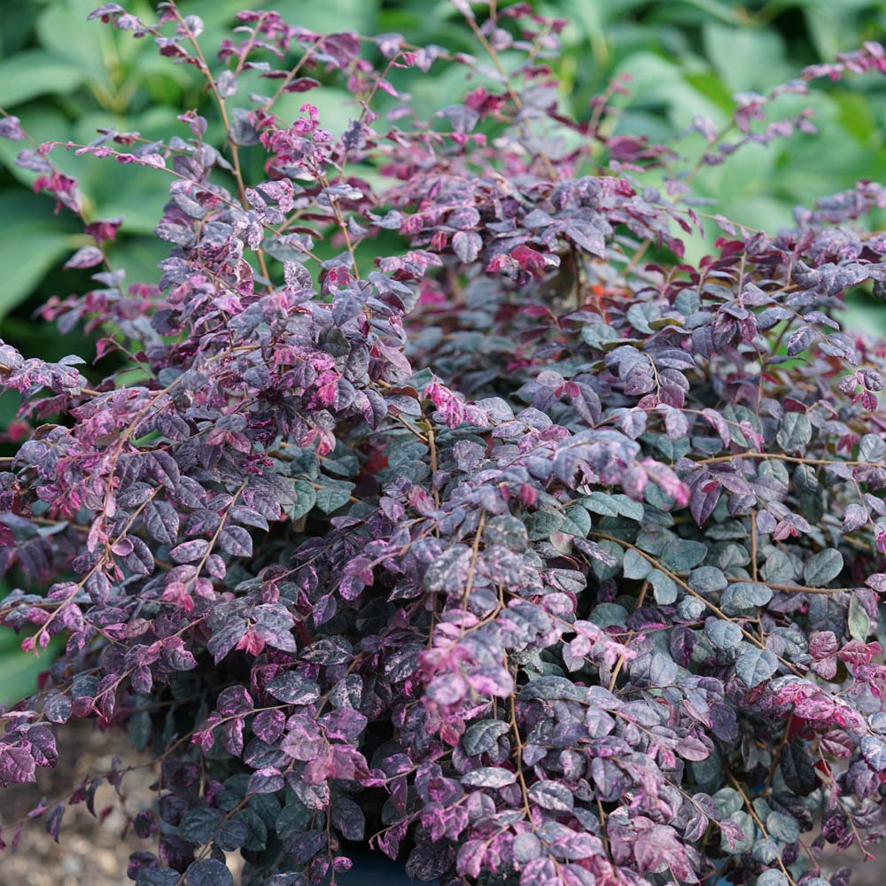 Loropetalum chinense Jazz Hands Variegated®