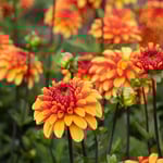  Dahlia 'American Sunset'