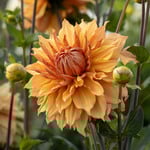  Dahlia 'Hamari Gold'