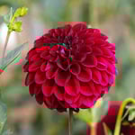  Dahlia 'Maroon Fox'