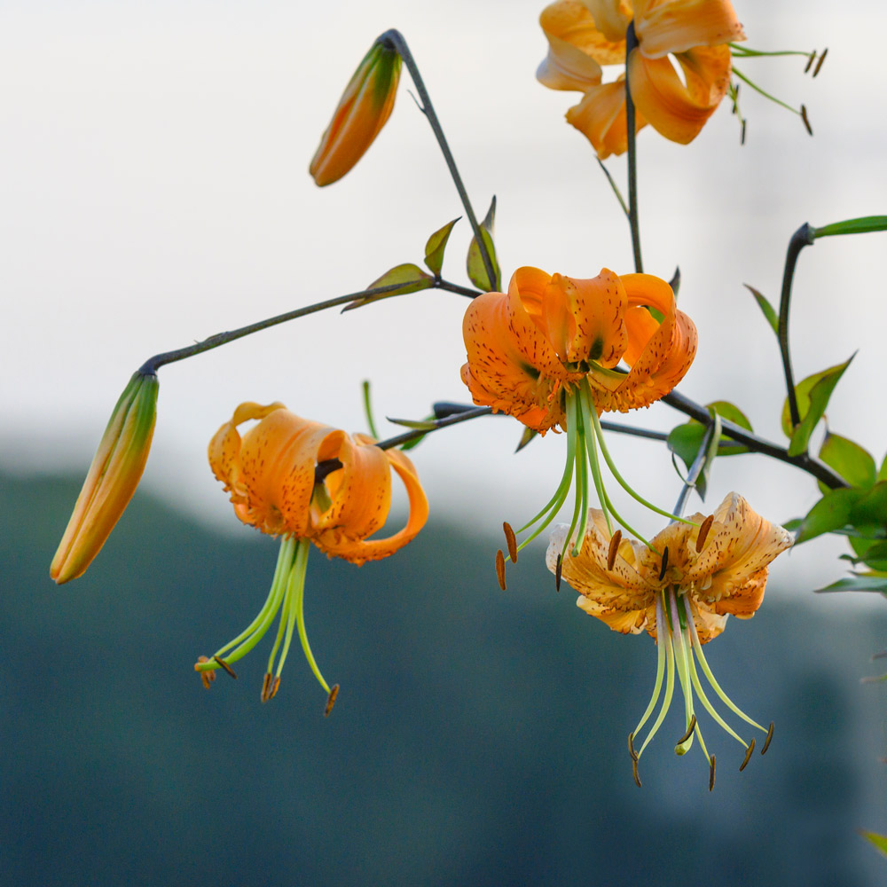 Lilium henryi | White Flower Farm
