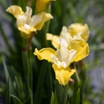  Iris sibirica 'Moon Silk'