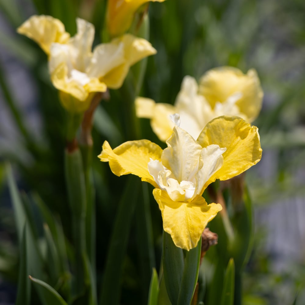 Iris sibirica 'Moon Silk'
