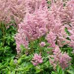 Astilbe