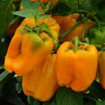  Pepper 'Liberty Belle'