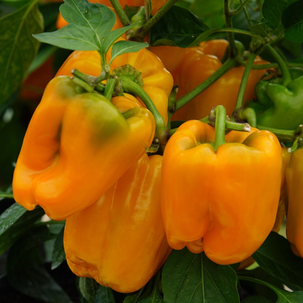 Pepper 'Liberty Belle'
