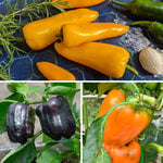  Sweet Pepper Sampler