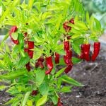  Shishito Pepper
