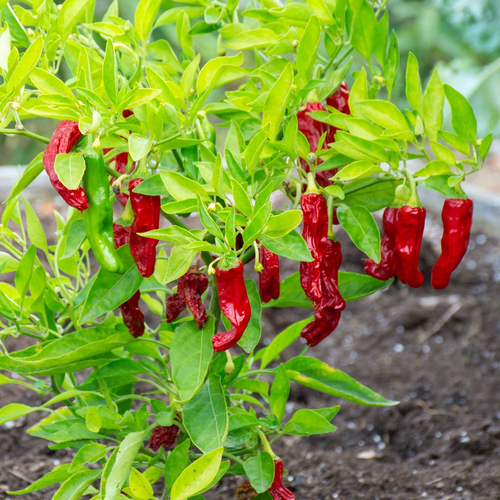 Shishito Pepper