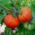  Tomato 'Delicious'