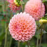  Dahlia 'Linda's Baby'