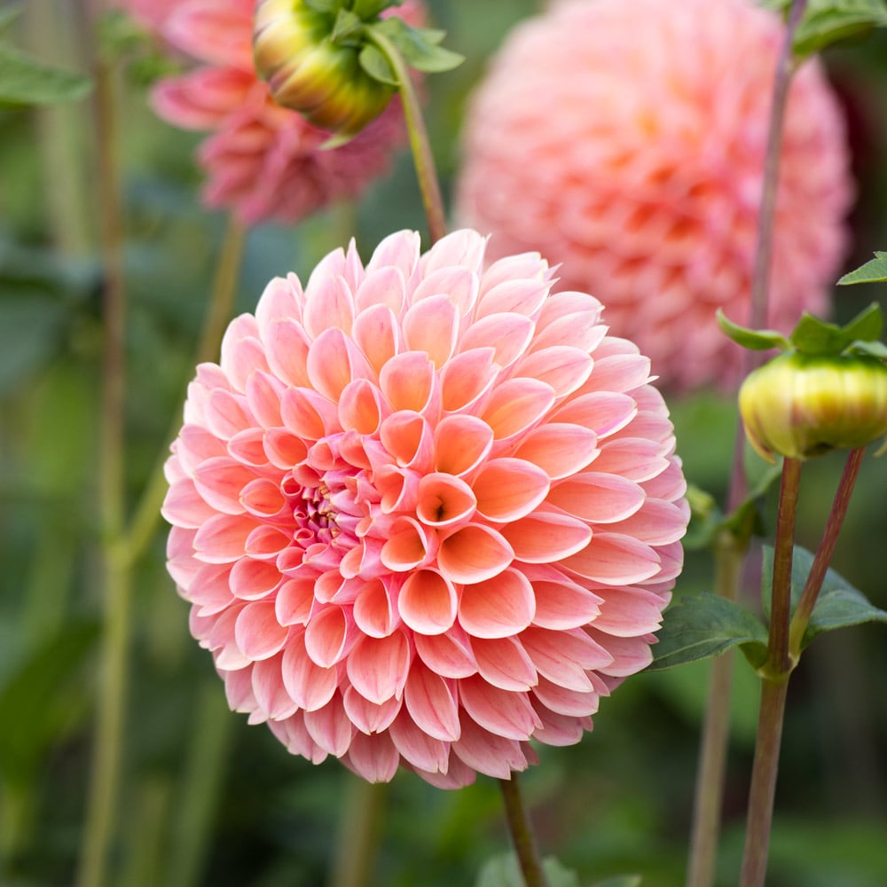 Dahlia 'Linda's Baby'