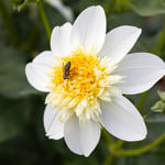  Dahlia 'Platinum Blonde'