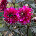  Dahlia 'Purple Haze'