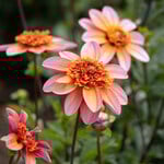  Dahlia 'Totally Tangerine'
