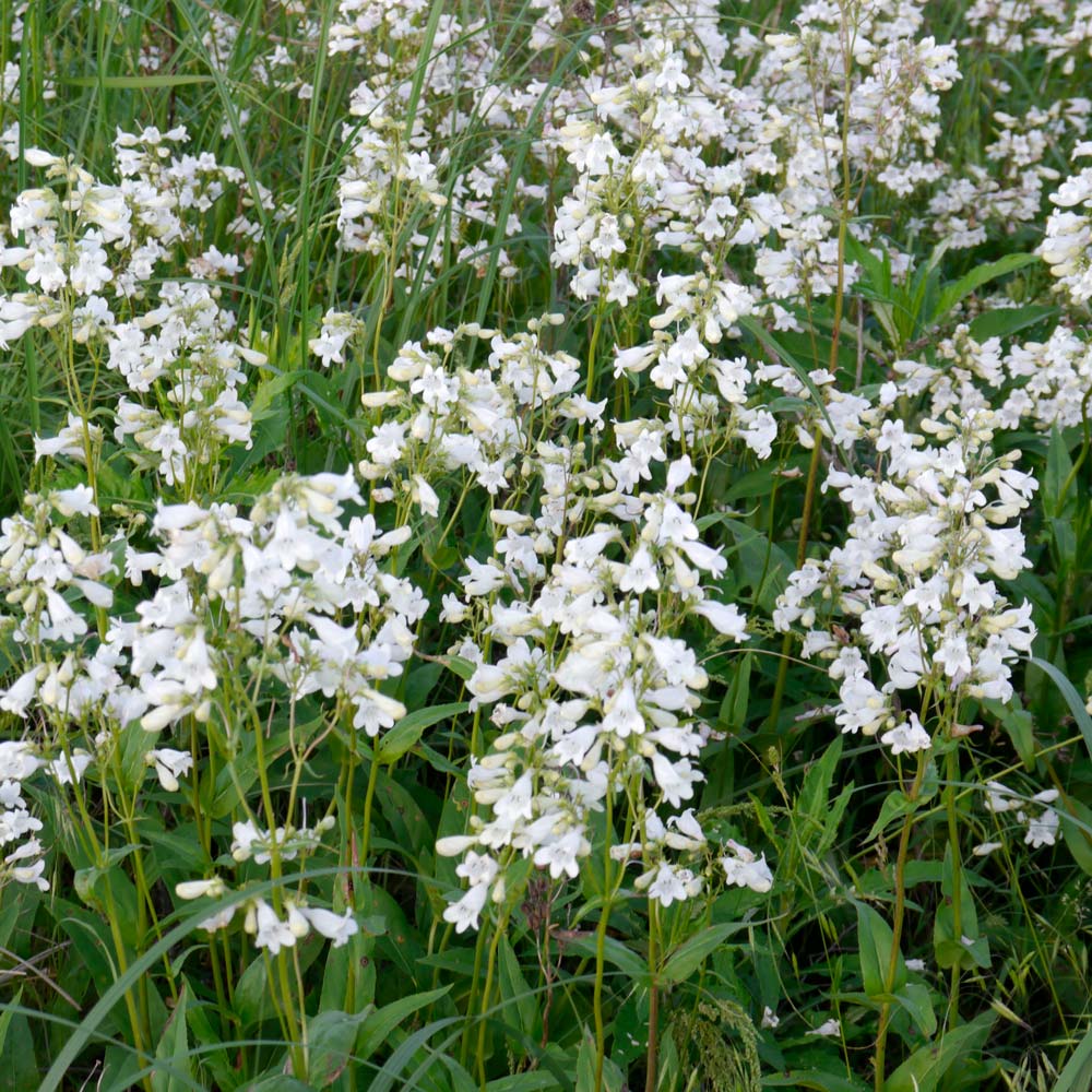 Penstemon digitalis, tray of 32 plugs
