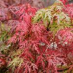  Acer palmatum 'Orangeola'