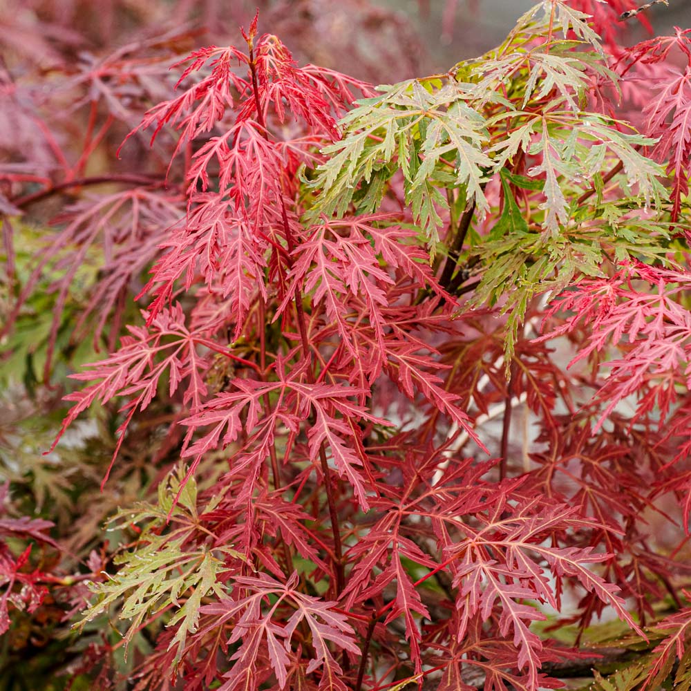 Acer palmatum 'Orangeola'
