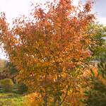 Amelanchier x grandiflora 'Autumn Brilliance'