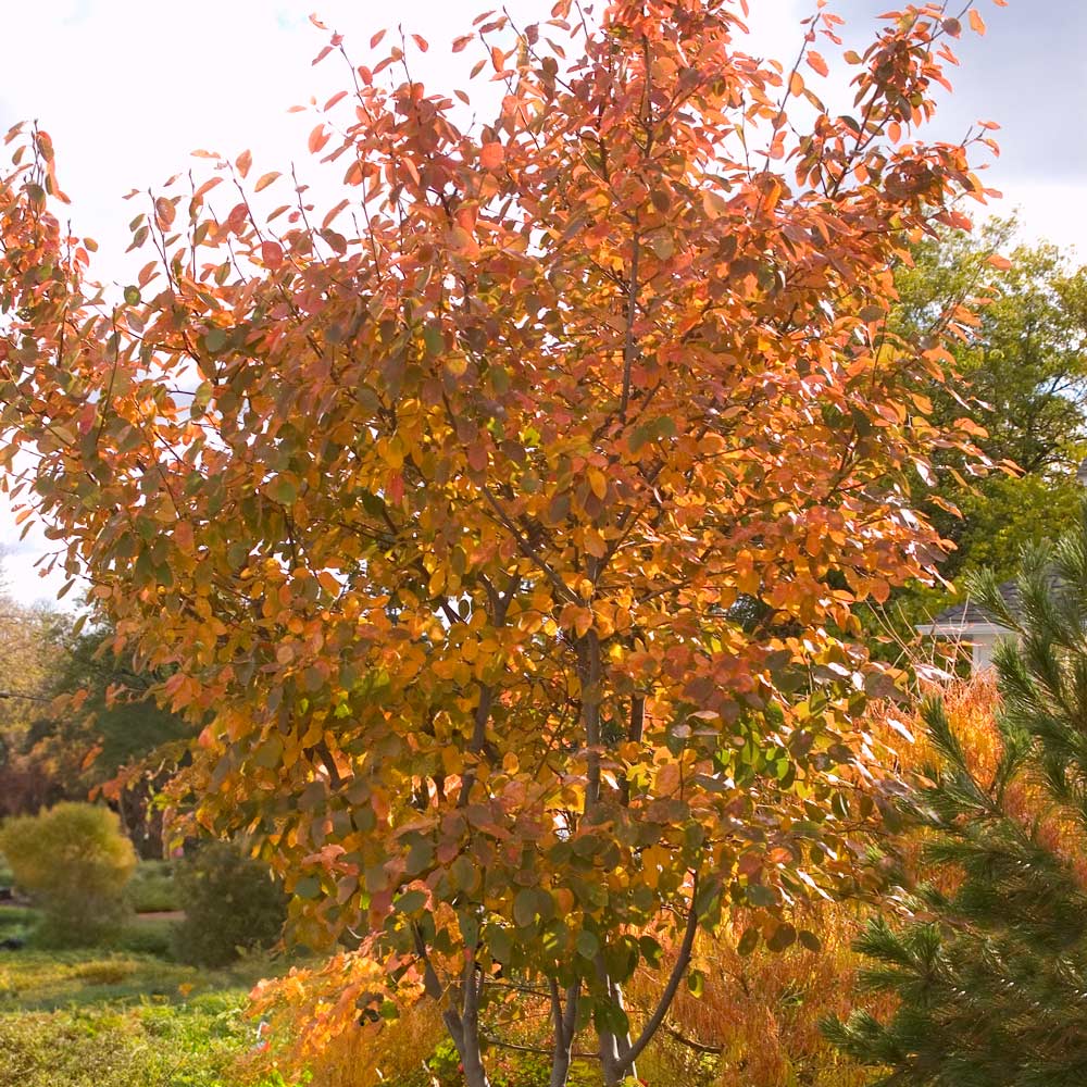 Amelanchier x grandiflora 'Autumn Brilliance'
