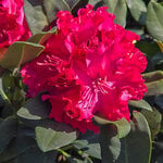  Rhododendron Holden's™ Red