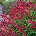  Salvia Roman Red