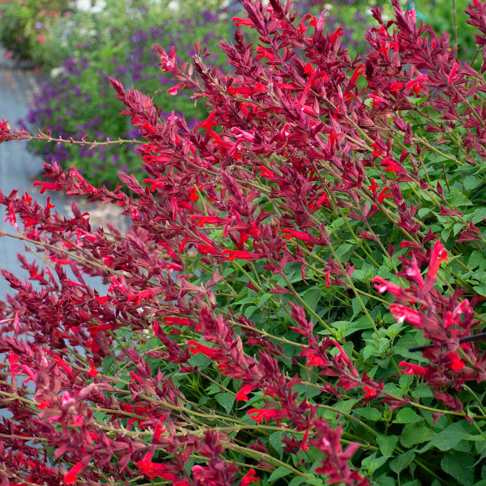 Salvia Roman Red