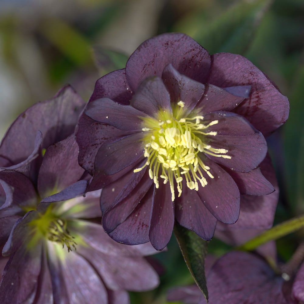 White Flower Farm Helleborus x hybridus Winter Jewels