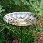  African Daisy Birdbath