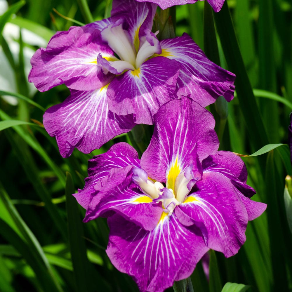 Iris ensata 'Persephone'