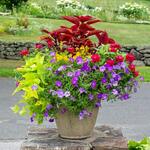  Color Play Container Garden