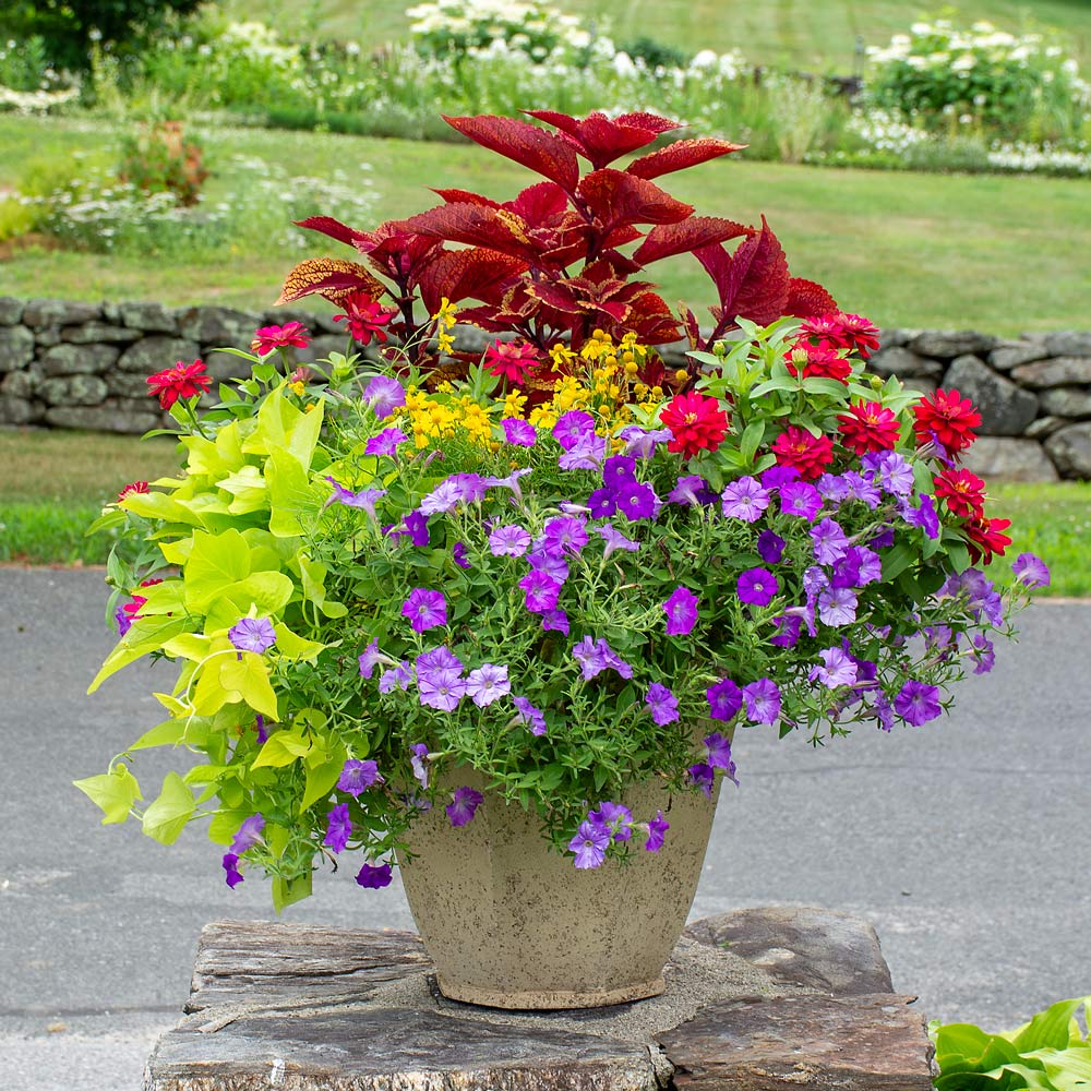 Color Play Container Garden