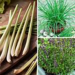  Asian Flavors Herb Collection 