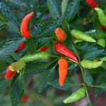  Chili Pepper 'Thai Dragon'