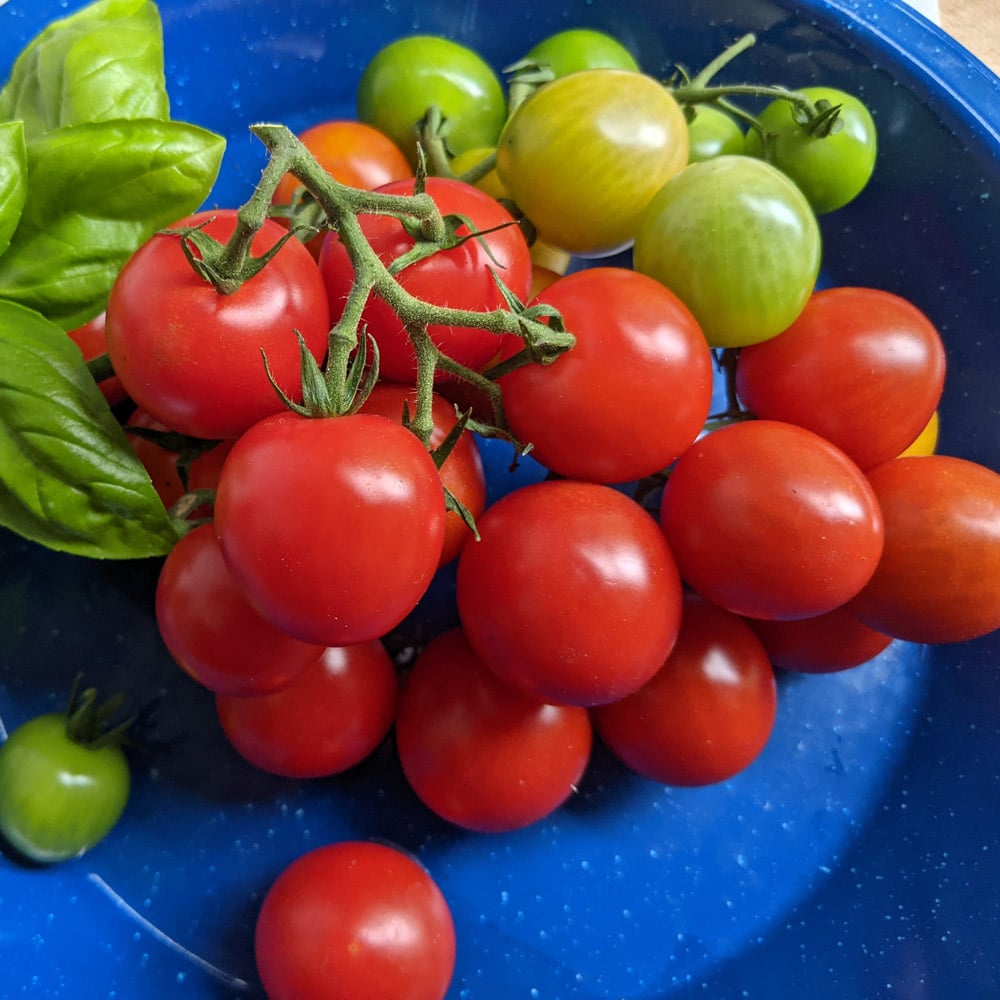 Tomato 'Tonatico'