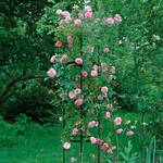  Rose Pillar Obelisk, Medium