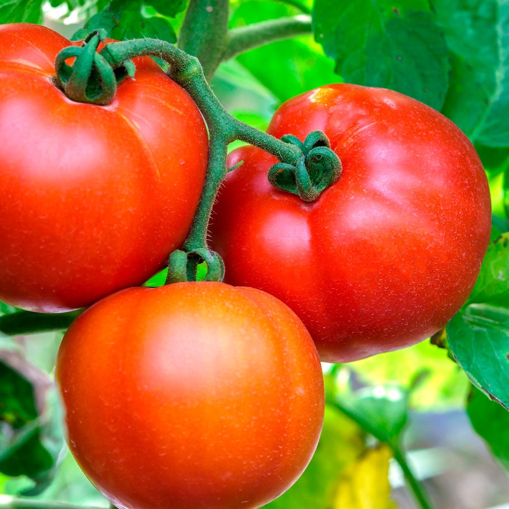 Tomato 'Dwarf Harmonic Convergence'