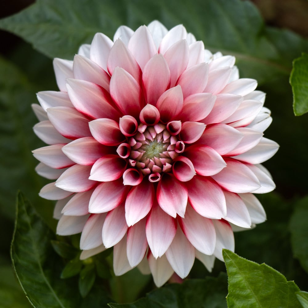 Dahlia LaBella® Grande Fun Red White