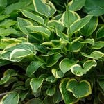  Hosta 'Fortunei Aureomarginata'