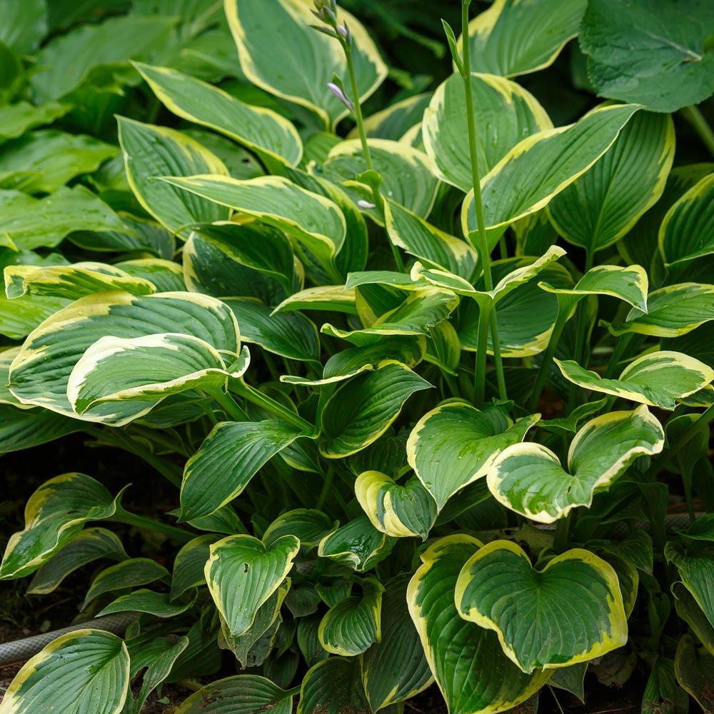 Hosta 'Fortunei Aureomarginata'