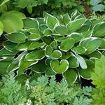 Plantain Lily