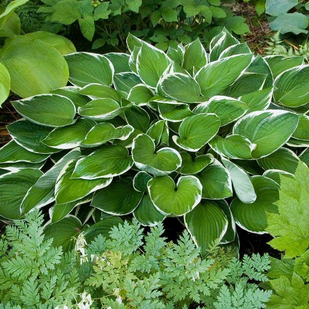 Plantain Lily