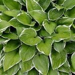  Hosta 'Francee'