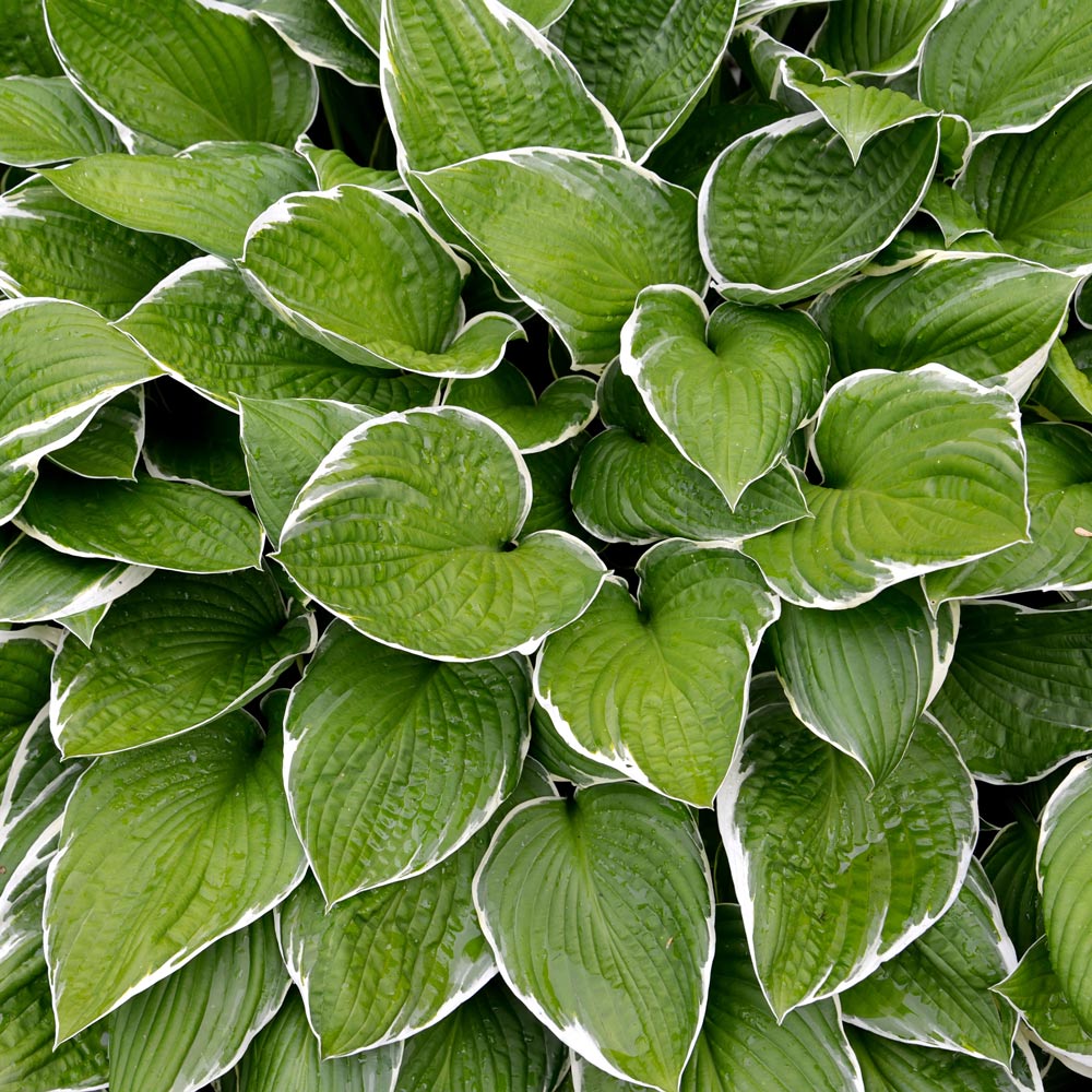 Hosta 'Francee'