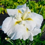  Iris ensata 'Gold Bound'