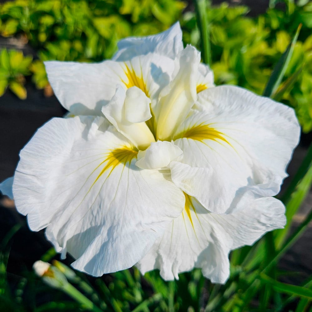 Iris ensata 'Gold Bound'
